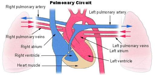 <p>carries <strong><u>oxygenated blood</u></strong> <strong>toward</strong> the heart ← lungs</p><p>exception of pulmonary circuit</p>