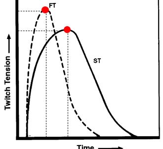 <p>fast twitch fibers have a <strong>higher </strong>peak force, but lasts shorter</p>
