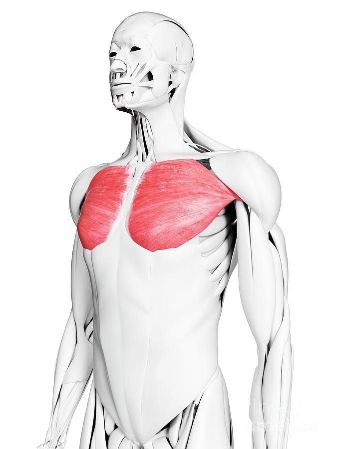 <p>Responsible for Scapula/Arm Movement</p>