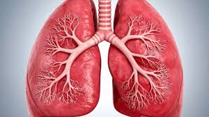 <p><span>lung</span></p>