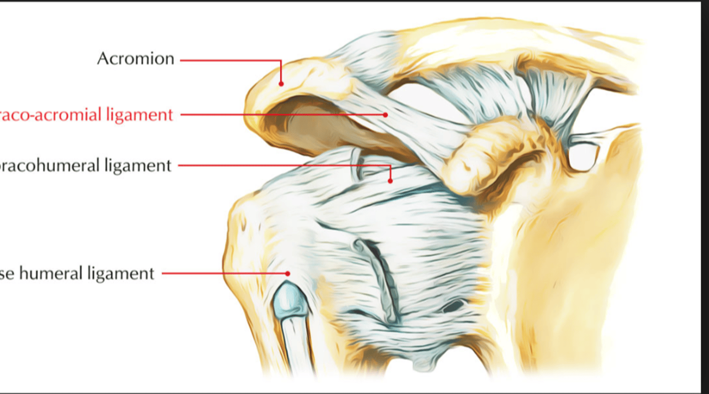 <p>protective arch over head of humerus</p>