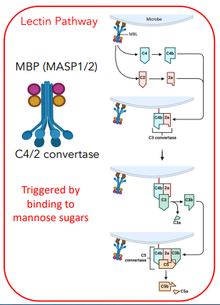 <p><strong><u>MBP complex (MASP1/2)</u></strong></p><ul><li><p>binds to microbe, converts C4 → C4b, C2 → 2a</p></li><li><p>C4b &amp; 2a form <strong>C3 convertase</strong></p></li><li><p>converts C3 → C3a + C3b</p></li><li><p>C3 convertase + C3b = C5 convertase</p></li><li><p>converts C5 → C5a + C5b</p></li></ul><p></p>