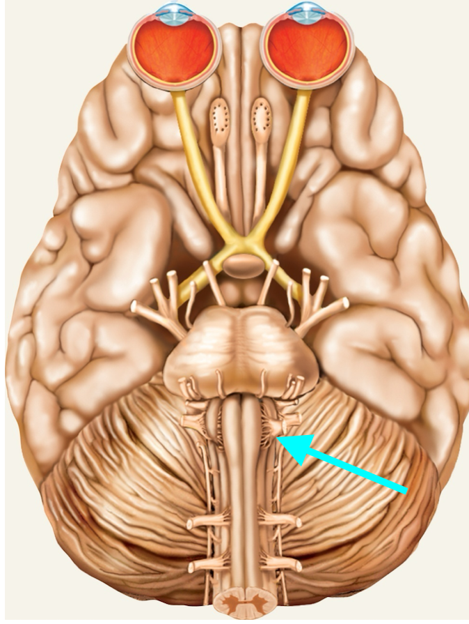 <p>Nerve, number, sensory or motor?</p>