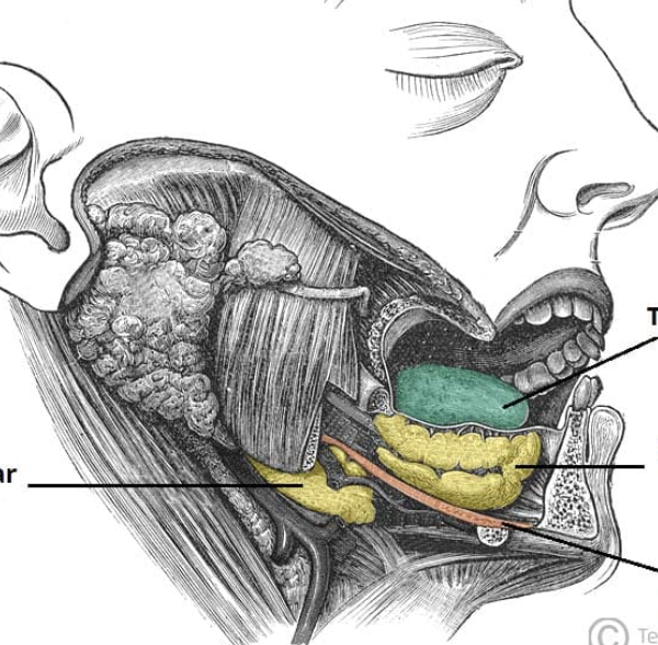 <p>larger yellow</p>