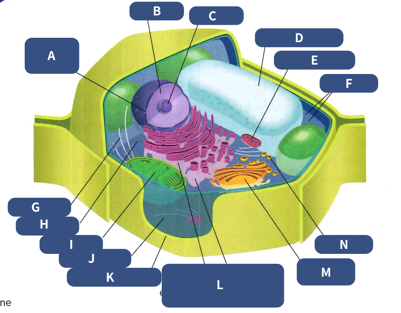 <p>A, B, C</p>