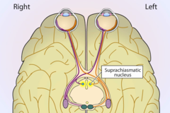 <p>a pair of cell clusters in the hypothalamus that controls circadian rhythm and causes the pineal gland to adjust melatonin production, thus modifying our feelings of sleepiness</p>