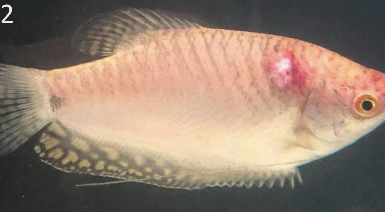 <p>How would you describe the lesion in the following fish?</p>