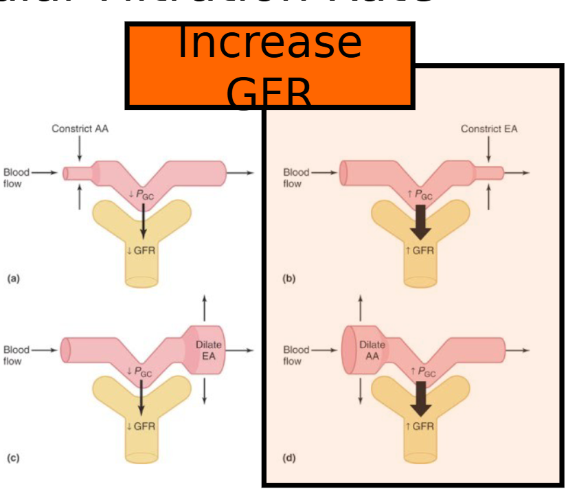 <p>high GFR (>120-130) often indicates glomerular hyperfiltration, a state of over-filtration commonly seen in early diabetes or obesity</p>