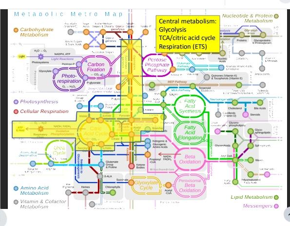 <ul><li><p>central metabolism is the core Metabolic pathways / rxns within a cell fundamentally - within the overall metabolism (all rxns in a cell)</p></li><li><p>makes up a small but important portion. largely largely conserved</p></li><li><p>is fundamentally the same in all organisms - what differs is the terminal e acceptor &amp; energy sourced - based on whats abailable in their environment.</p></li></ul><p>(components?)</p><ol><li><p>Glycolysis</p></li><li><p>TCA Cycle (Citric Acid Cycle)</p></li><li><p>Respiration (e Transport Chain)</p></li><li><p>Fermentation</p></li></ol><p>(everything else?)</p><ul><li><p>biomolecule synthesis, cellular component synthesis…</p></li></ul><p></p>