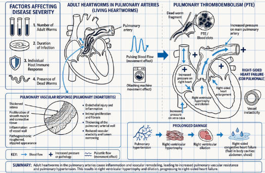 <p><span>The pathophysiologic mechanisms involve <strong>migration</strong> of infectious larval stages and growth to adult <strong>worms</strong> in the <strong>pulmonary arteries</strong></span></p>