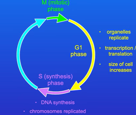 <p>the Cell passes into The S or Synthesis phase.</p><p>During S phase, all of the chromosomes are replicated , to do this , the cell needs to synthesise a great deal of DNA.</p>