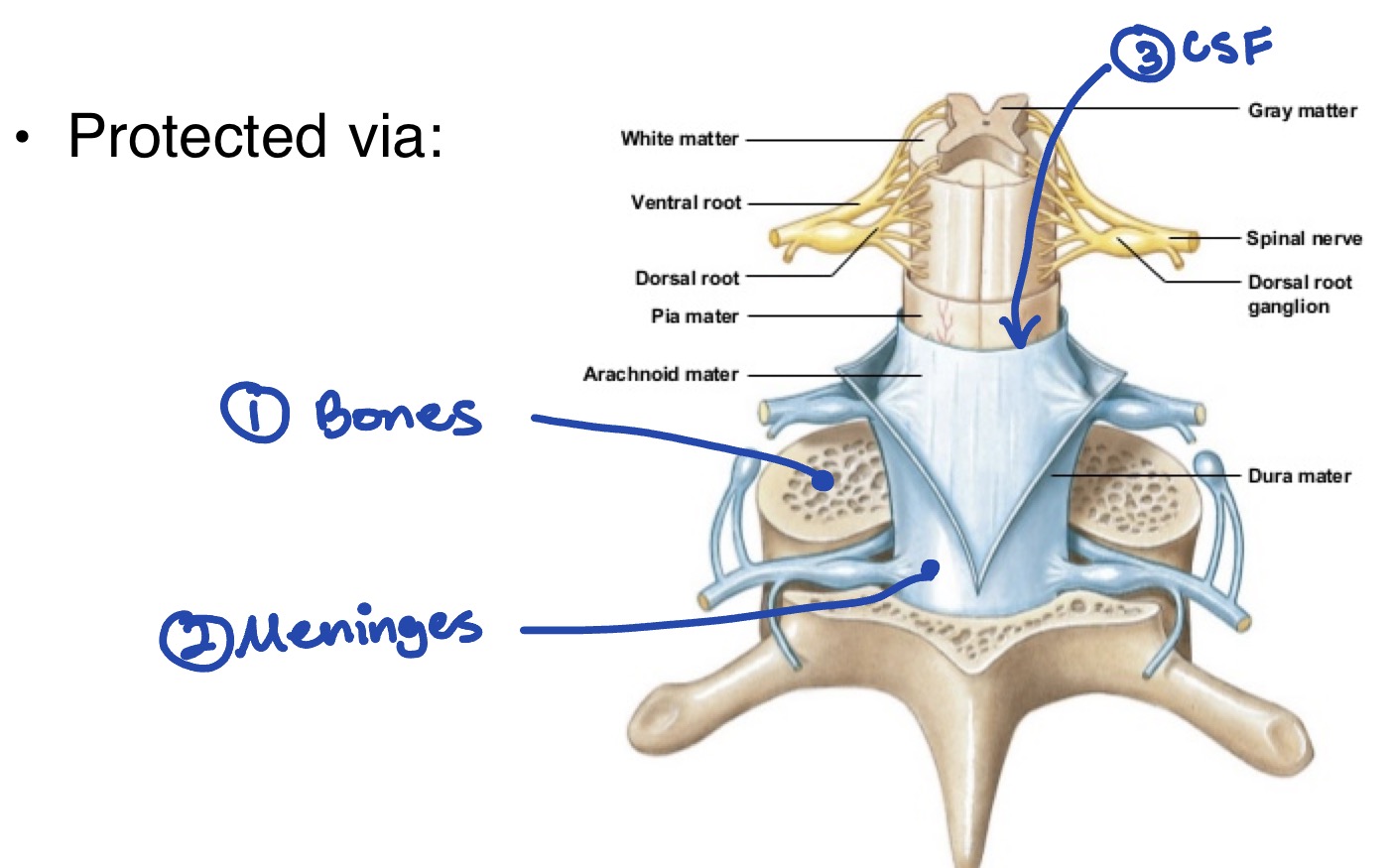 <ol><li><p>Bones</p></li><li><p>Meninges</p></li><li><p>CSF</p></li></ol><p></p>