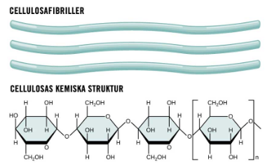 <p>Uppbyggd av glukosenheter sammanlänkade med β-1,4-bindningar vilket ger en långsträckt form: Endast svampar och bakterier kan bryta ner, men kor kan bryta ner med hjälp av bakterierna i sina magar.</p>