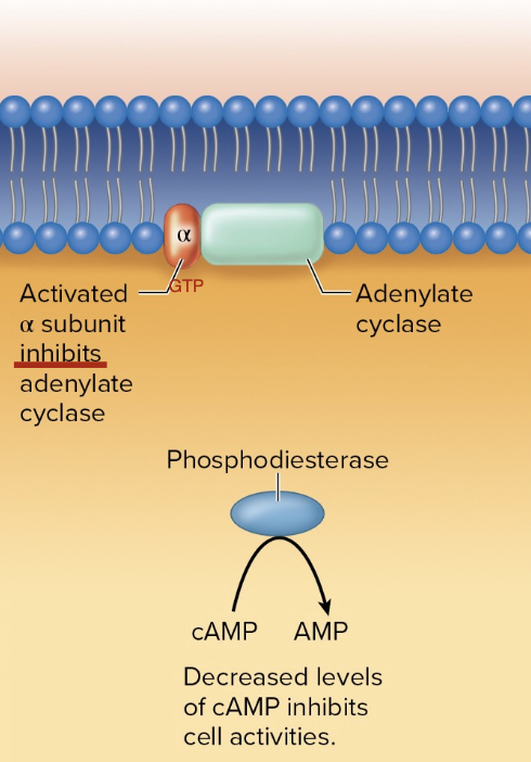 <p>G Protein-Coupled Receptors - Alpha subunits that decrease cAMP</p>