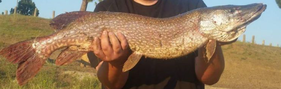 <p>Northern pike</p>