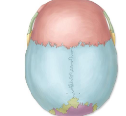 <p>What suture lies between the highlighted red and blue areas? </p>