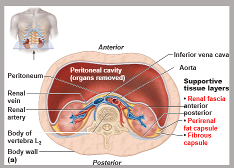 <ol><li><p><strong>renal fascia </strong>(anchoring outer layer of dense connective tissue)</p></li><li><p><strong>perirenal fat capsule</strong> (cushion)</p></li><li><p><strong>fibrous capsule</strong> (infection shield)</p></li></ol><p></p>