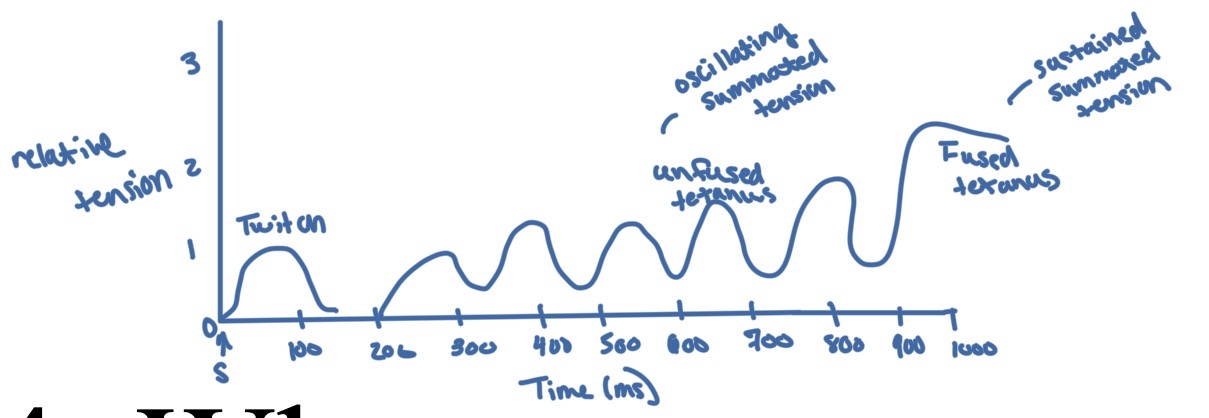 <p>A muscle twitch is when one contraction occurs in response to one stimulus, and returns to base line when enough Ca+ is pumped back out to the SR. When there is not enough time between the 1st stimulus and the 2nd stimulus then summation occurs. </p><p>When the stimuli continue the muscle produces infused tetanus where force is fluctuating but still elevated. </p><p>When the stimuli are rapid enough, fused tetanus occurs which is a sustained Mac contraction because the Ca+ remains and cross-bridges just keep forming. </p>