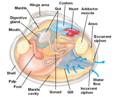 <p>like general mollusk but, hinged shell, labial palps instead of radula, + siphons</p>