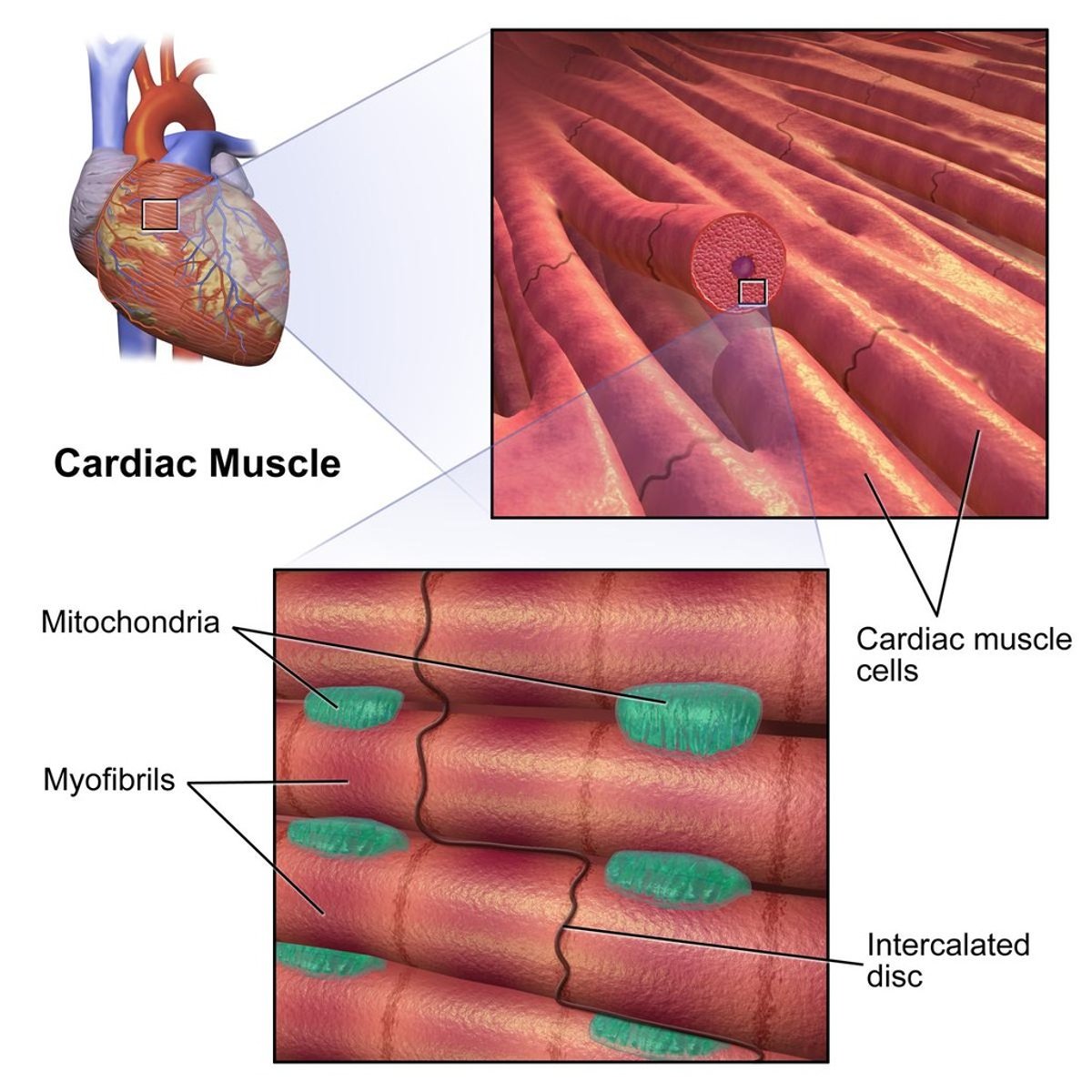 <p>The heart muscle.</p>