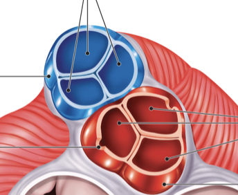 <p>Three pocket-like cusps</p>