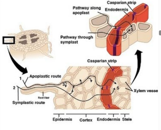 <p>Water transport structures?</p>