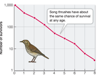 <p>A curve that represents a constant rate of survivorship across all ages and most deaths from predation so at any age they are equally likely to die. </p>