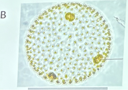 <p>What organism is this?</p>