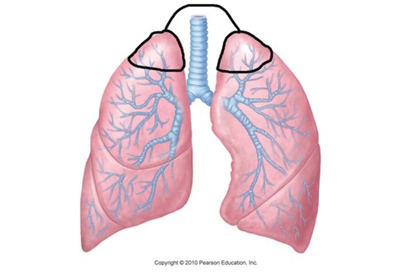 <p>Apex of the lungs</p>