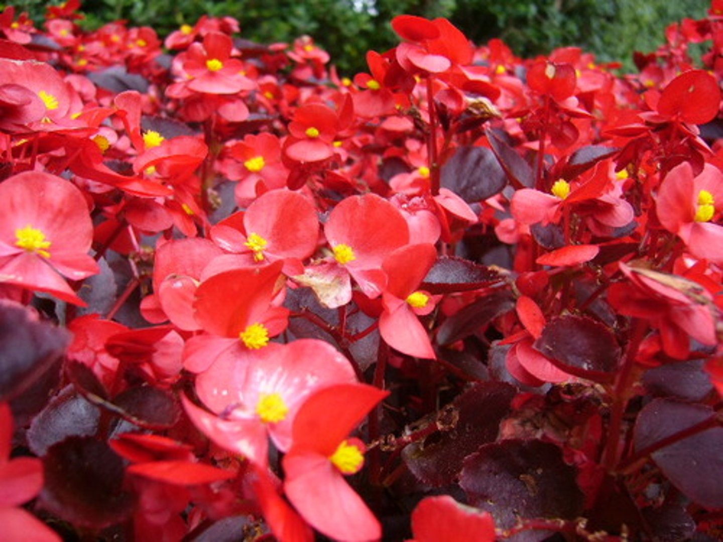 <p>un bégonia</p>
