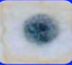 <p>what stage of mitosis is this? what type of cell is this?</p>