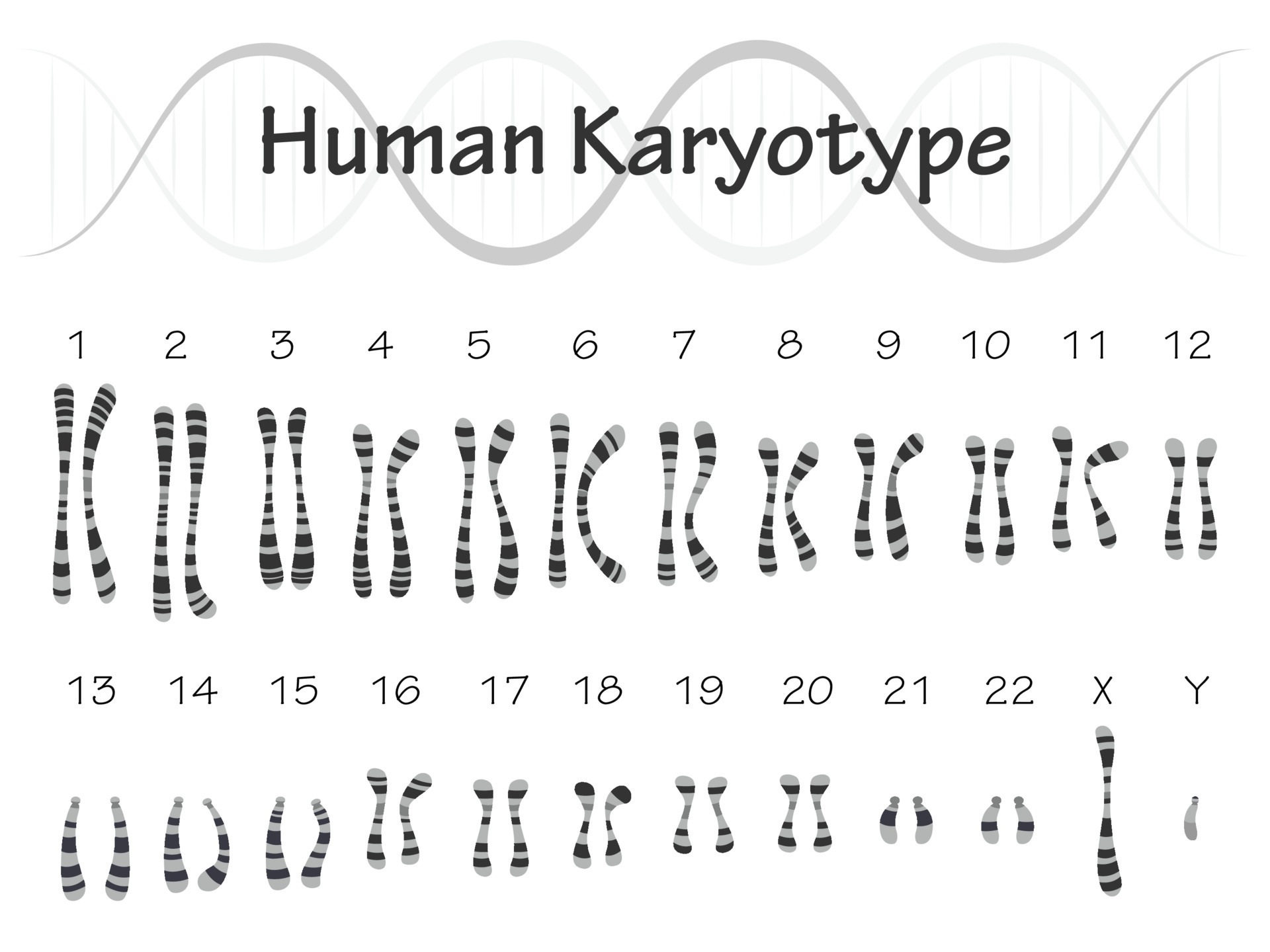 <p>A visual set of an organisms full set of chromosomes. Humans have 46 individual chromosomes. ￼</p>