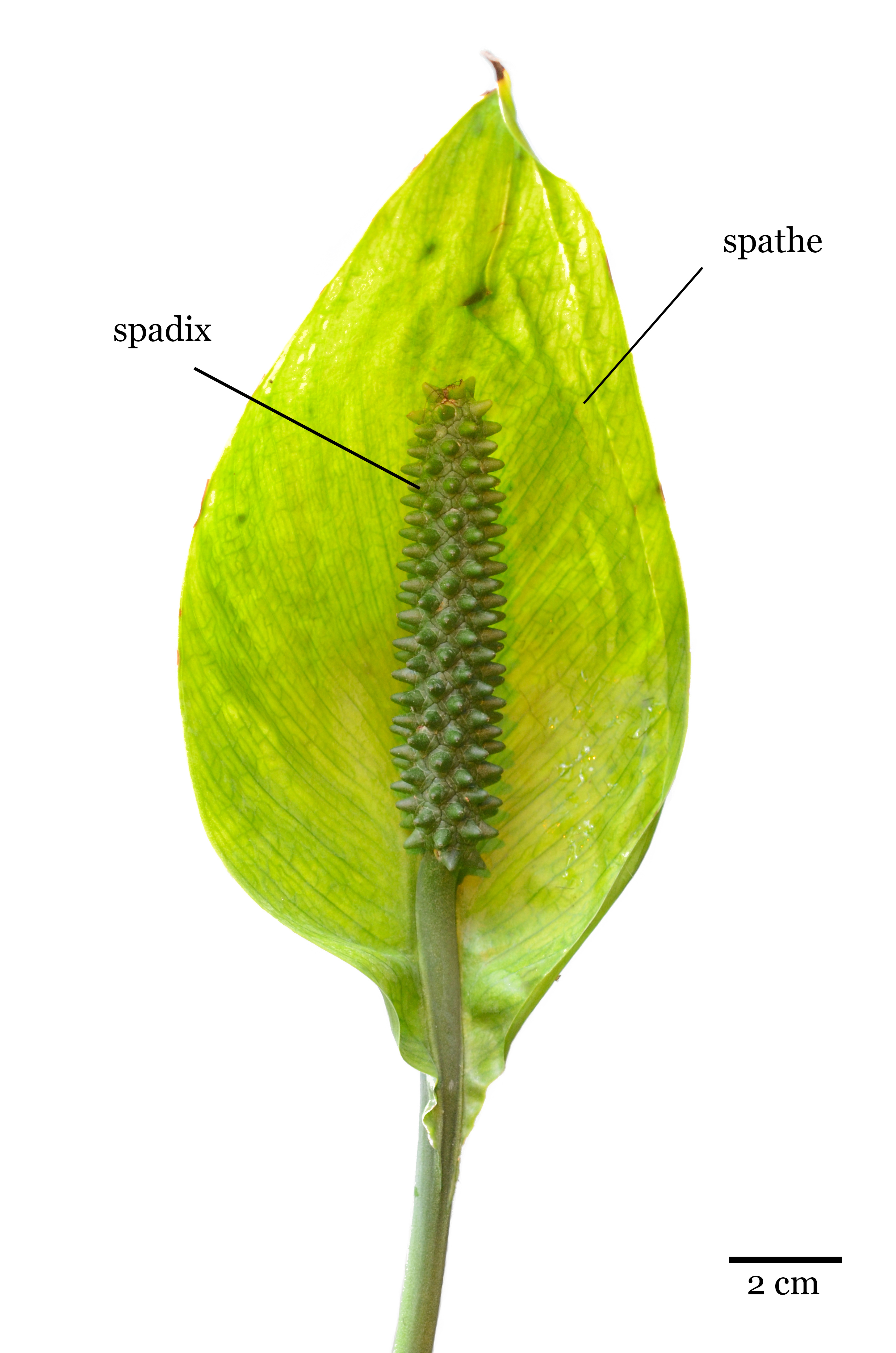 <p>Spathe</p>