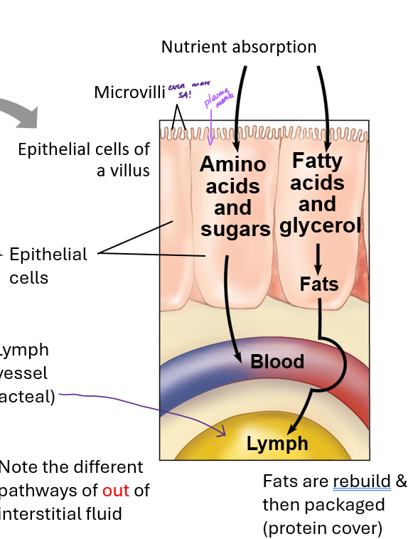<p>a lymphatic vessel that absorbs fats and fat-soluble vitamins</p>