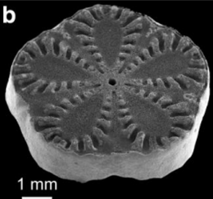 <p>Interlocking crenulation (moderately flexible)</p>