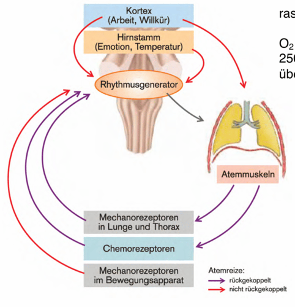 <p>Um bei erhöhter Aktivität mehr Atmung zu betreiben</p>