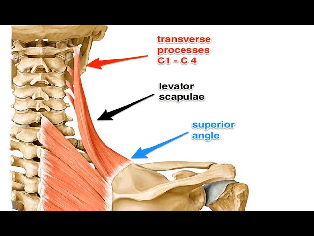<p>Muscle located at the back and side of the neck that elevates the scapula. It originates from the transverse processes of C1–C4 and inserts into the medial border of the scapula. </p>