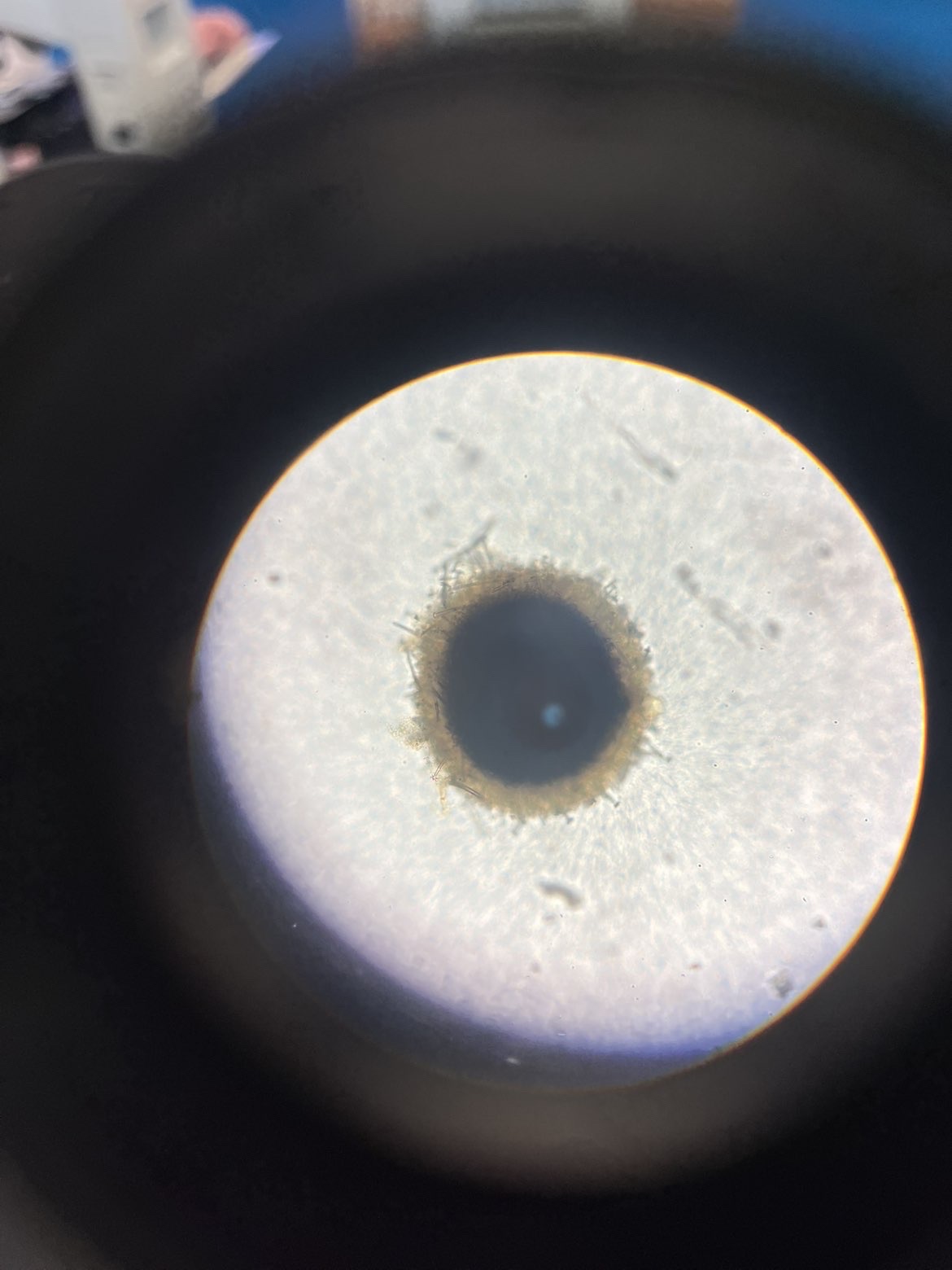 <p>What is this called? To what phylum does the organisms that produce this structure belong? What are the two main purposes of this structure? Is this organism typically found in marine habitats, freshwater, or on land?</p>