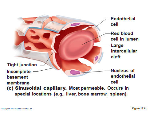 <p><strong>most</strong> permeable</p><ul><li><p>wide gaps to allow exchange</p></li></ul><p></p>