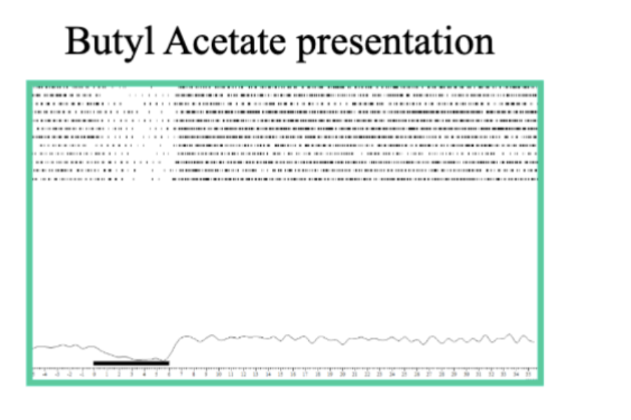 <p>Neuron Pattern of activity - butyl acetate </p>