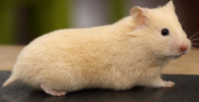 <p>welk type hamster is dit</p>