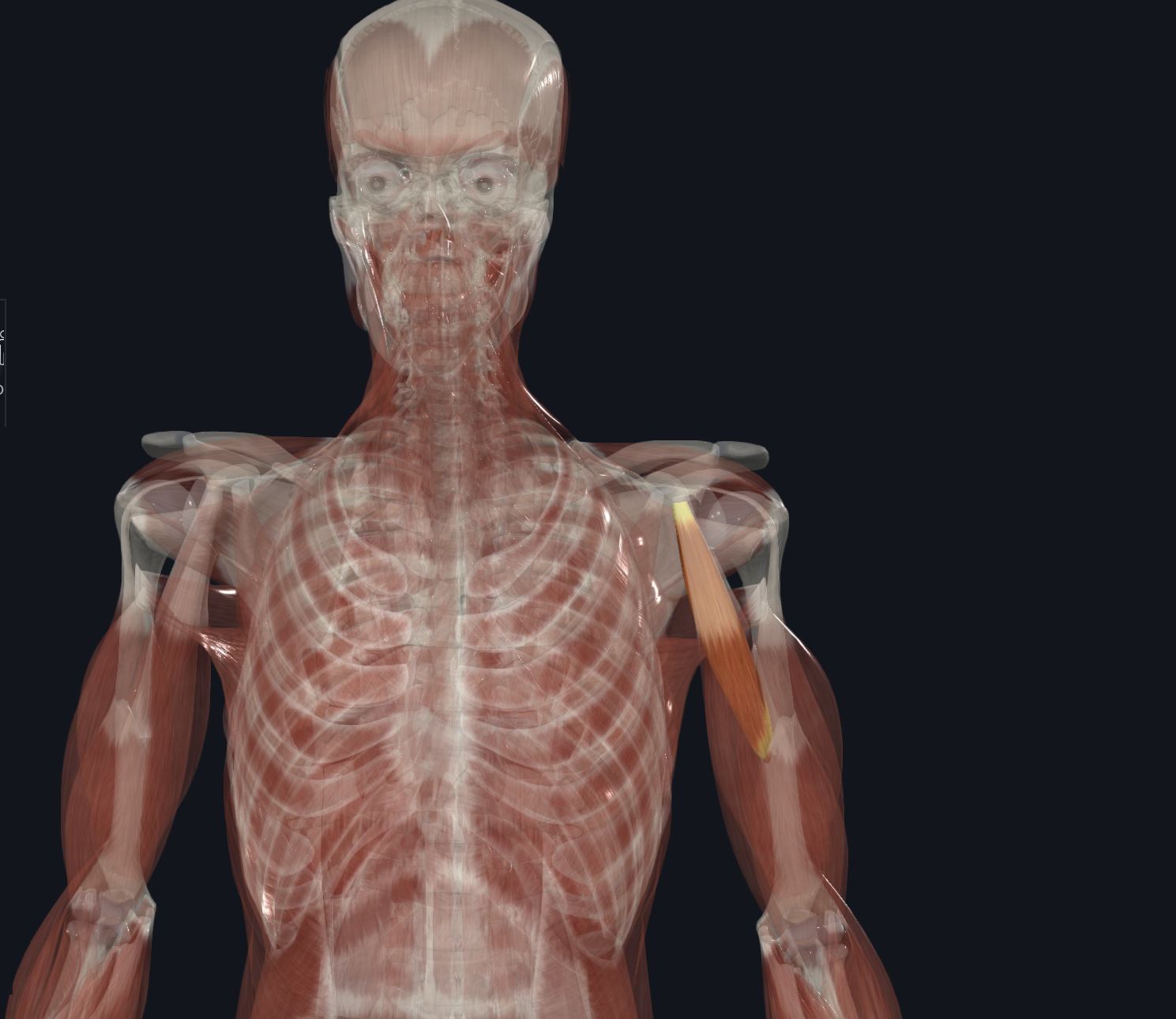 <p>What muscle is this?</p>