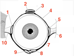 <p>what structure is 10?</p>