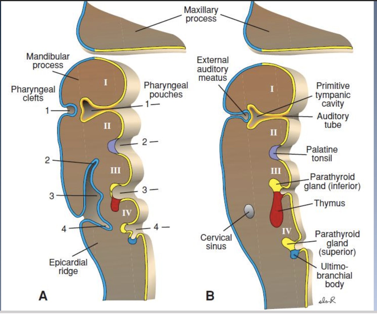 <p>Embrologic development 4</p>