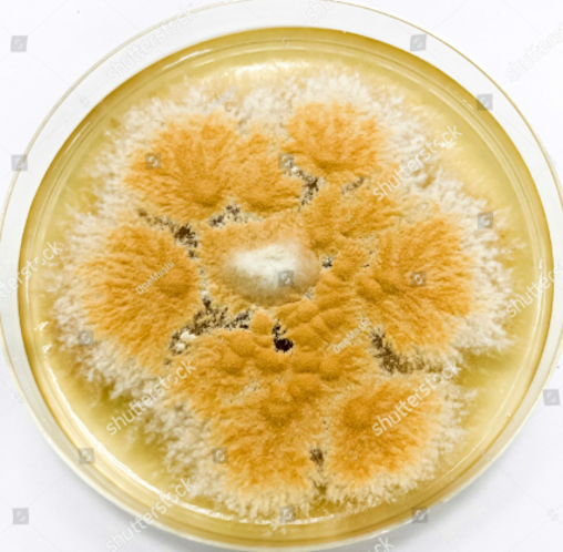 <p>Identify this fungus</p>