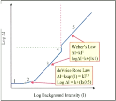 <p>Square Root Law Region: What is the main influence of vision at this region?</p>