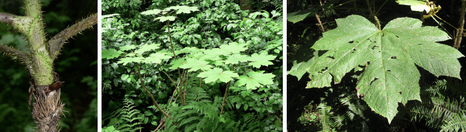 <ul><li><p>Huge maple-like leaves</p></li><li><p>Sharp spines on stems & leaf undersides</p></li><li><p>Upright thick stems</p></li><li><p>Red berry clusters in late summer</p></li><li><p>Dense rainforest understory & wet woods</p></li></ul><p></p>