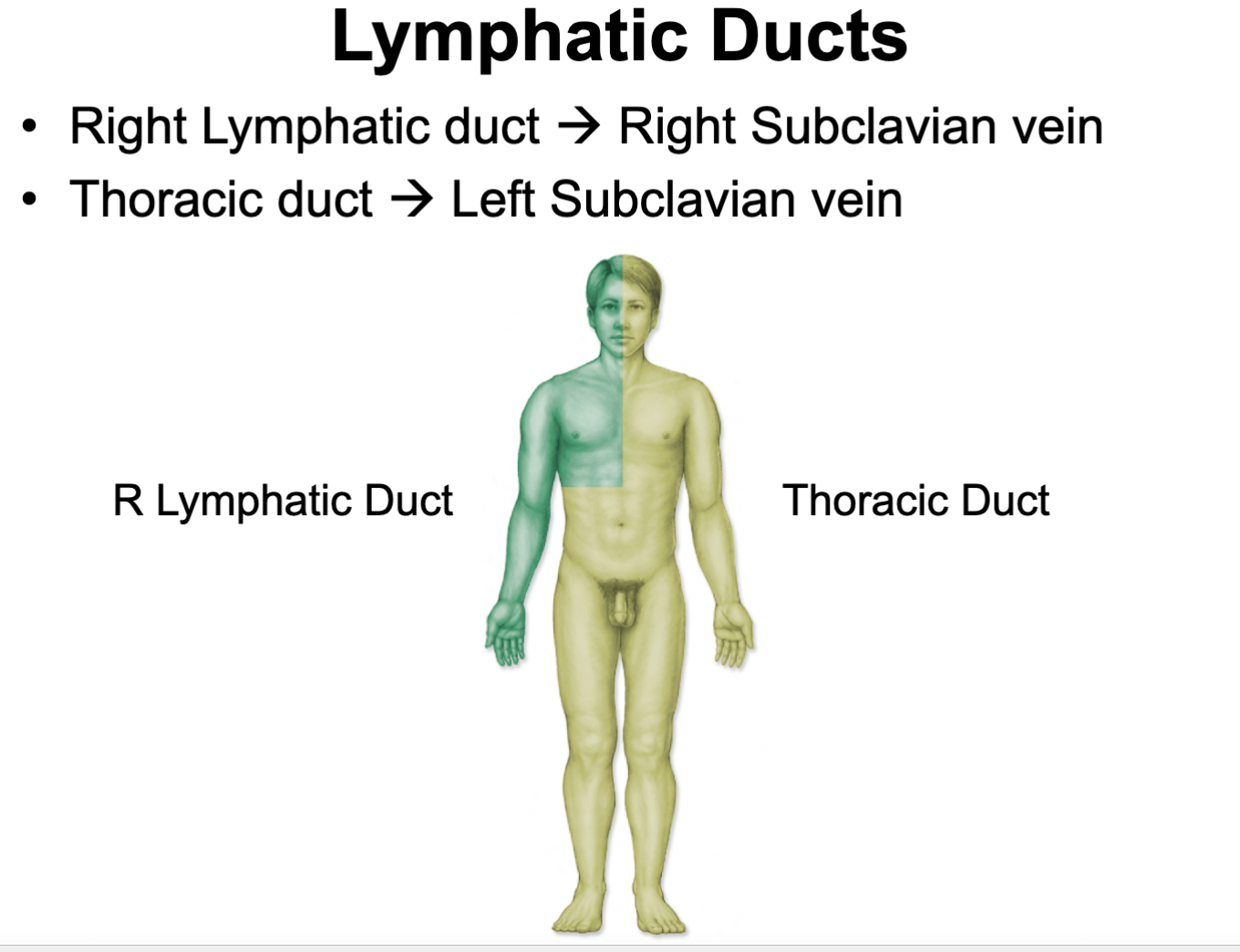 <p>Describe the flow of lymph.</p>