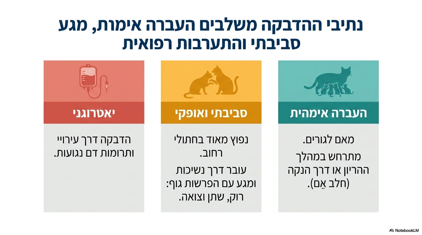 <ul><li><p><strong>דרכי העברה:</strong></p><ul><li><p>מעבר ישיר באמצעות <strong>נשיכות, חלב (בהנקה), היריון (מהאם לגורים) ותרומת דם</strong>.</p></li><li><p>מעבר עקיף דרך <strong>מגע עם הפרשות גוף</strong> (רוק, צואה ושתן) – נפוץ מאוד בקרב חתולי רחוב.</p></li></ul></li></ul><p></p><p></p>