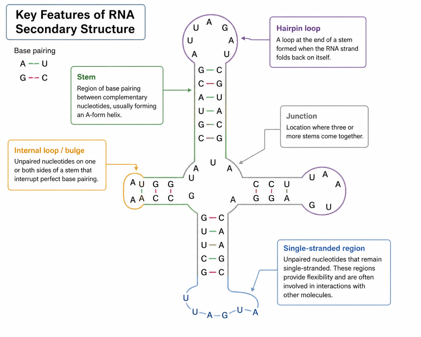 <p><span>Stems, or regions where base pairing occurs, usually in an A-form helix; hairpin loops, which connect the ends of a stem; internal loops/bulges, or unpaired nucleotides within a stem; junctions, where three or more stems meet; single-stranded, unpaired regions, that allow for flexibility/interaction.</span></p>